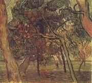 Vincent Van Gogh Study of Pine Trees (nn04) Sweden oil painting artist